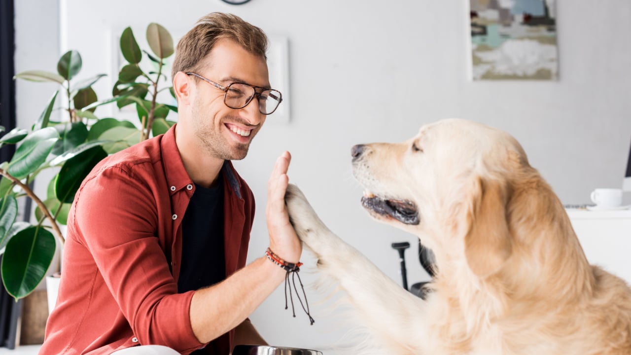 Dog giving owner a high-five.