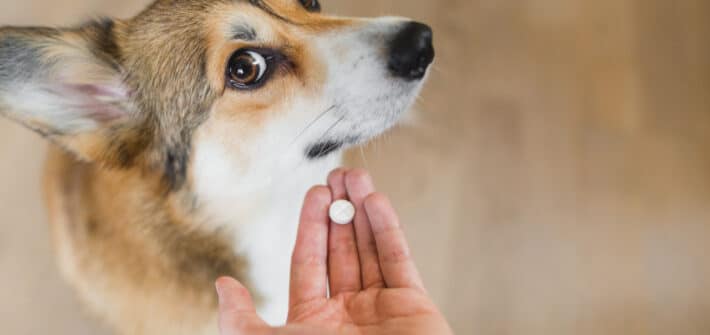 A dog looking unsure about taking medicine.