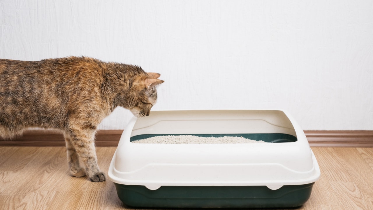 Cat looking at litter.