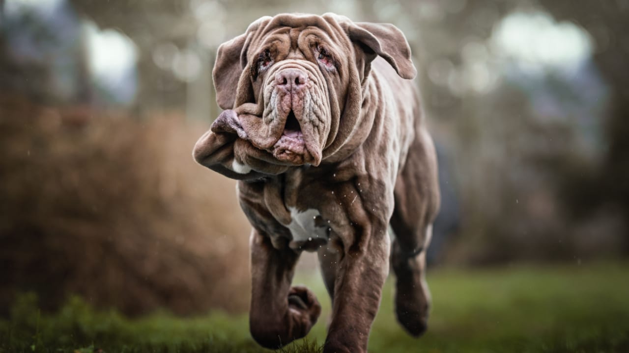 Dog running outside.