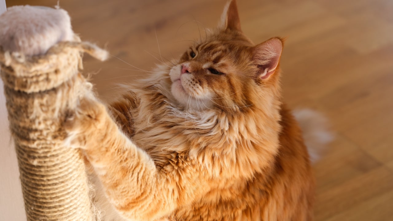 Cat scratching on a scratching post.