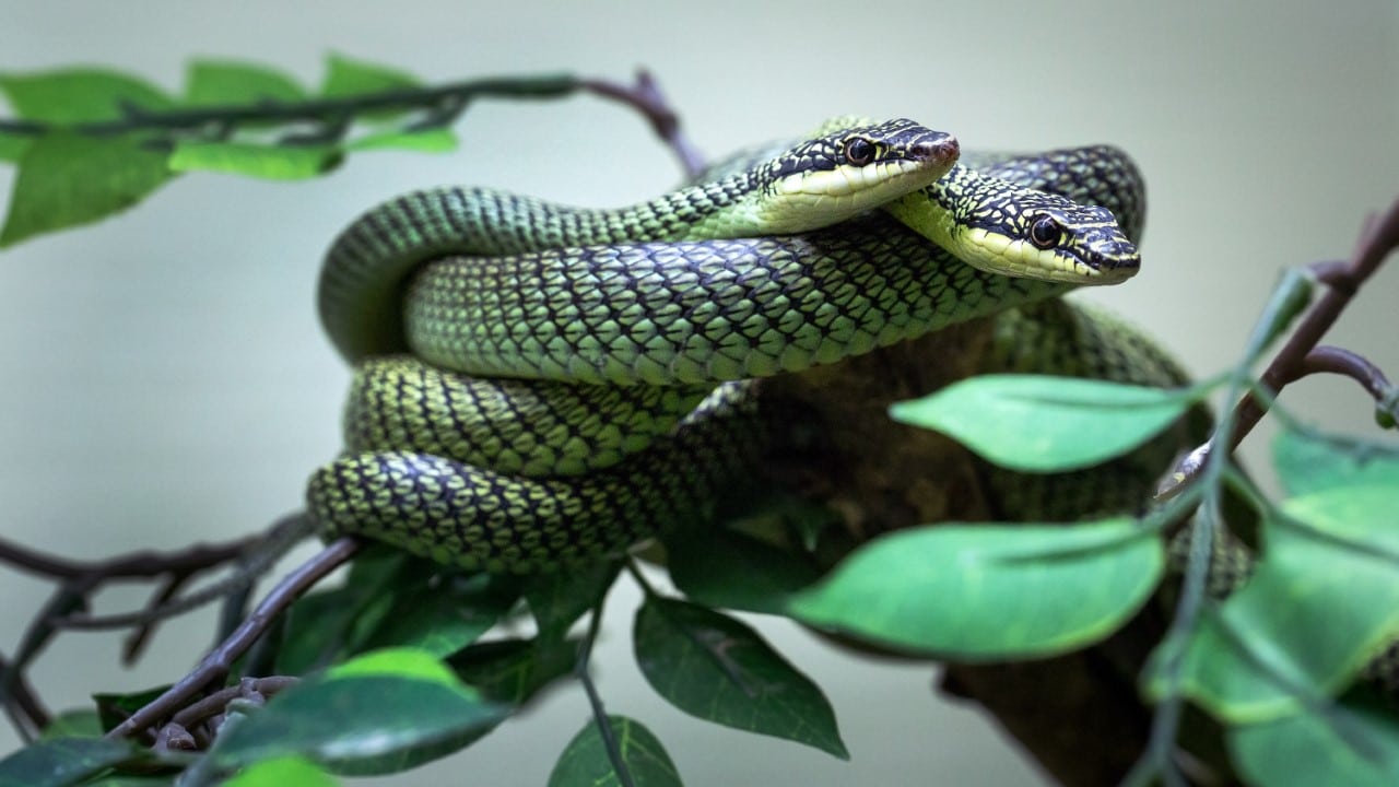 Wildlife, snakes on a tree limb