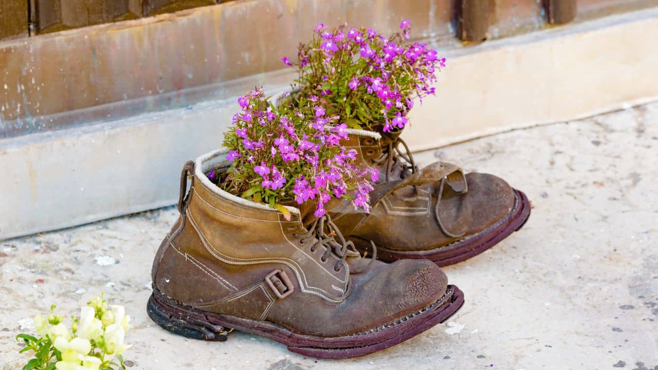 image of old boots with flowers planted inside