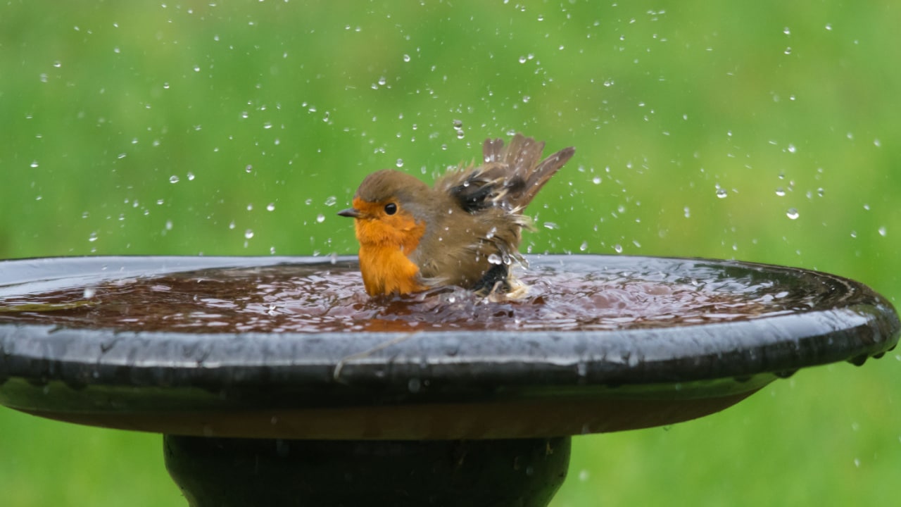 Bird taking bath in a garden