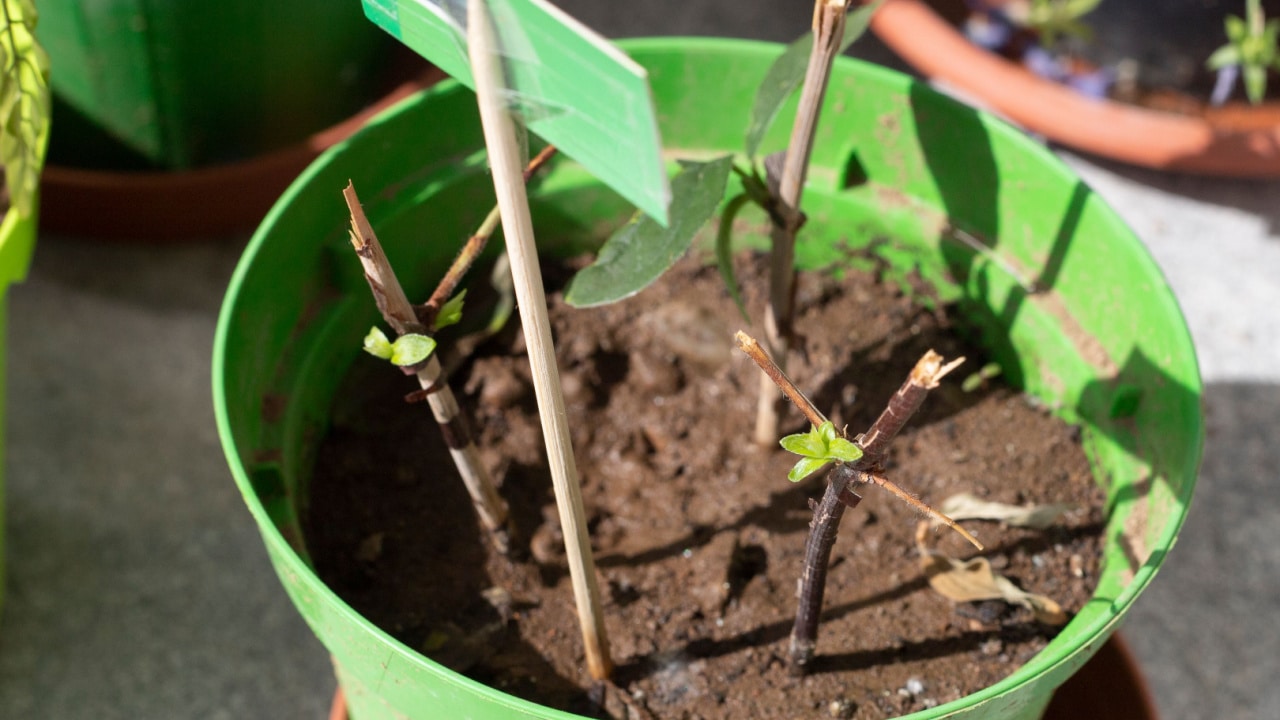 Softwood twigs in a pot, used as stem cuttings to propagate plants with new sprouts. 