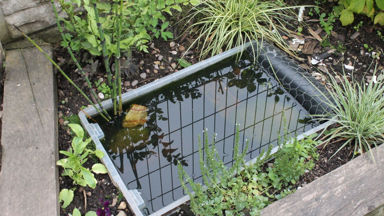 DIY tiny garden pond made from a plastic tub surrounded by plants with fence reflection