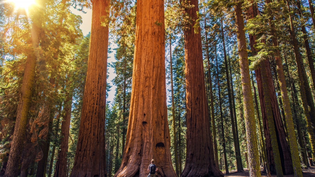 Sequoia forest.