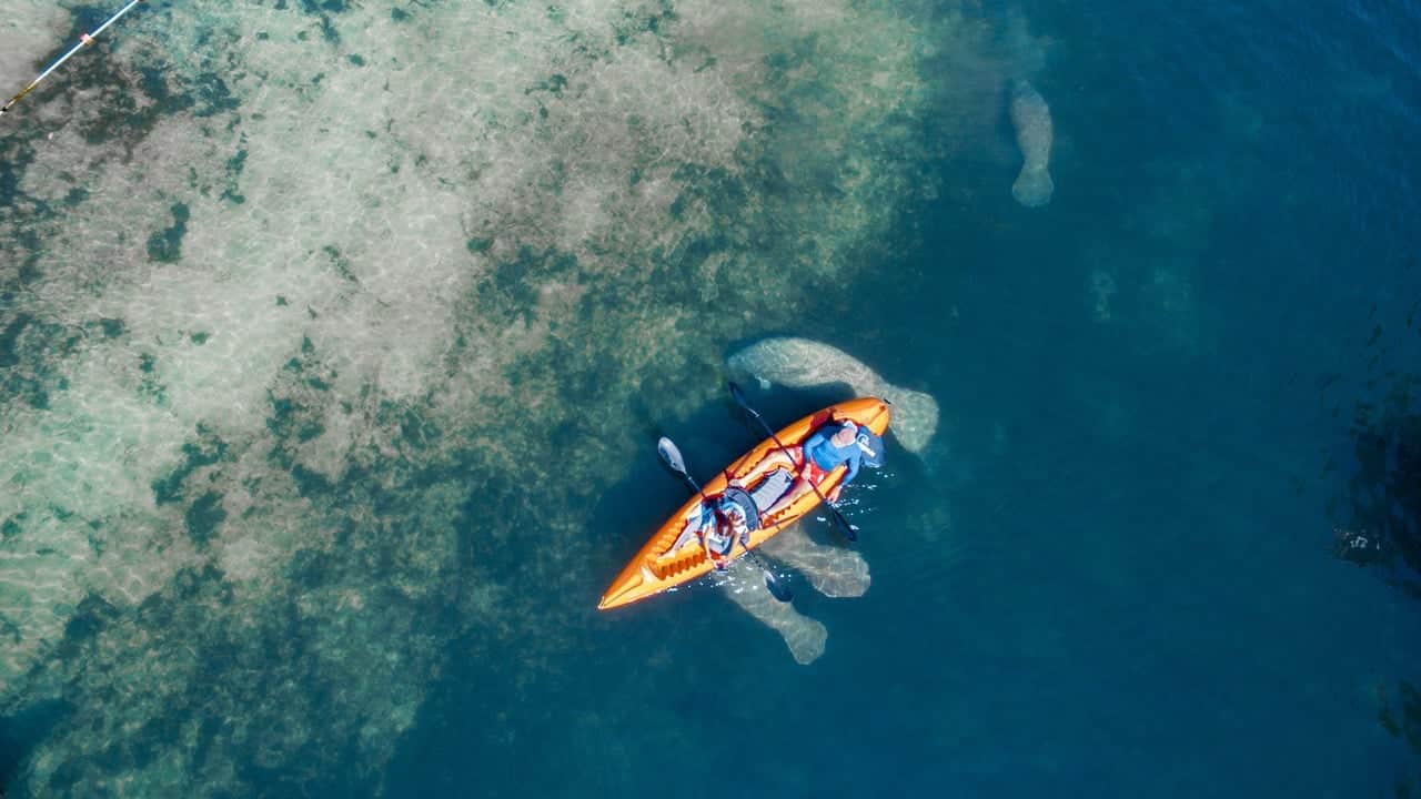 Manatees swimming people kayaking in Crystal River, Florida.