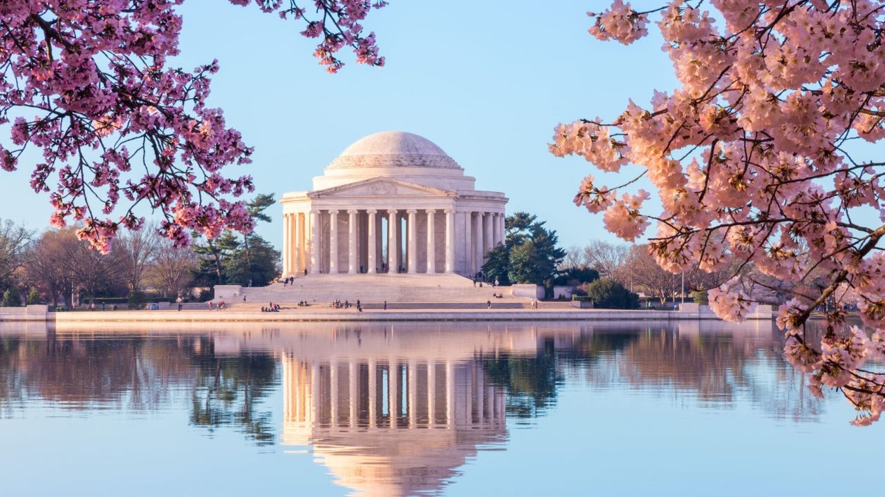 Sun rising illuminates the Jefferson Memorial and Tidal Basin. The bright pink cherry blossoms frame the monument in Washington DC during the annual cherry blossom festival